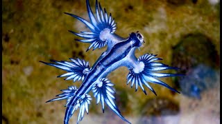 Facts The Blue Sea Dragon [upl. by Edea323]