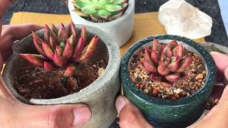 HWAGA HYBRID  ECHEVERIA CELIO  SUCCULENT CARE TIPS [upl. by Klayman]