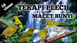 TERAPI AIR BURUNG PLECI DAN MASTERAN PLECI MACET BUNYI  TERBARU 2021 [upl. by Nessi314]