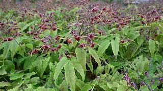 Epimedium Barrenwort Production Tips amp Upcoming Varieties  Walters Gardens [upl. by Leahpar]