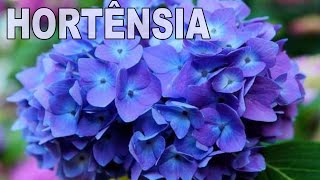 HORTÊNSIA 🌿 Aprenda ENRAIZAR GALHO De MODO SIMPLES Sem Complicação 👍👍 [upl. by Erroll816]