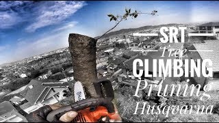 Arborist  Pruning Of Cherry Tree  Bulldog Born  Bla Lanyard  T536LiXP  GoPro [upl. by Davis]