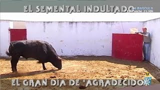 El Semental Indultado Gran Día De quotAgradecidoquot [upl. by Portingale]