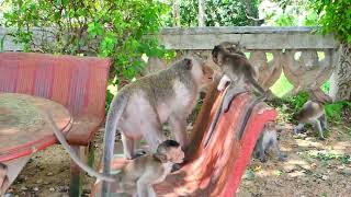 Cute Baby Monkey Mama Monkey Baby Is Hungry Milk Now [upl. by Aciras]