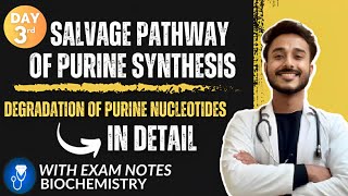 salvage pathway of purine synthesis biochemistry  degradation of purine nucleotides biochemistry [upl. by Enirehtac]