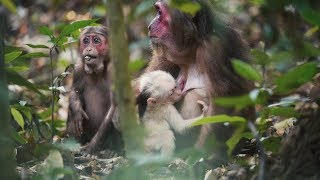 On A Food Trail The Stumptailed Macaques Search the Forest Floor For A Feast [upl. by Bruell316]