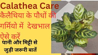 How To Care Calathea Plant In Summerकैलेथिया के पौधों की देखभाल ऐसे करें खराब नहीं होंगे l [upl. by Aidekal]