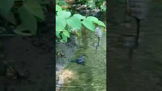 Grey Catbird Taking A Bath catbird backyardbirding birders [upl. by Hahnert]