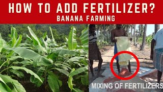 How to Apply fertilizer in BananaLakatan Banana [upl. by Renaxela]