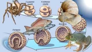 Гаструляція та нейруляція у людини [upl. by Ylrae]