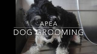 Schnoodle grooming schnauzer face on a poodle mix FULL GROOM [upl. by Adneral797]