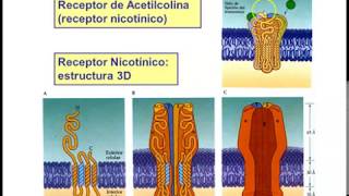 Clase Receptores para Neurotransmisores parte III [upl. by Amyaj]