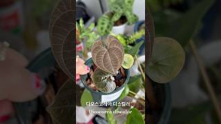 Dioscorea discolor🤎  plants식물키우기dioscoreadiscolorindoorplants식집사식물언니 [upl. by Reni]