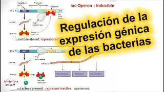 Regulación de la expresión génica de las bacterias  Microbiología [upl. by Switzer]