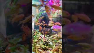 NEW ARRIVAL CHINES GOLDEN BARB Fenderpetsnepal Rakeshlamaoffical fenderpetsnepal aquarium [upl. by Herzberg]