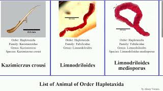 List of Animal of Order Haplotaxida lumbricillus lumbricus worm andrei tuba veneta viridis crassus [upl. by Atikihs]