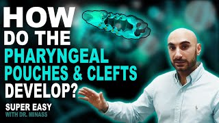 Embryology of the Pharyngeal Pouches and Clefts Easy to Understand [upl. by Gyimah]