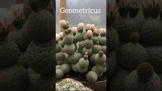 tephrocactus цветы succulent [upl. by Anit]