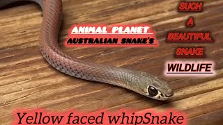 Stunning Yellowfaced whipsnake snakes snake reptile reptiles qldbrownsnake wildlifeanimals [upl. by Fennelly]