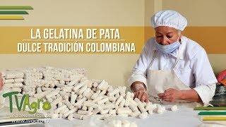 La Gelatina de Pata Dulce Tradición Colombiana  TvAgro por Juan Gonzalo Angel [upl. by Rolland]