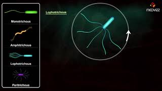 Flagella Arrangements  Arrangement of Bacterial Flagella [upl. by Verras]