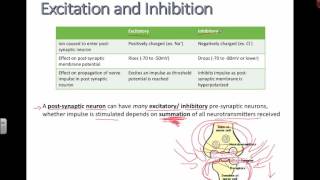 Excitation and Inhibition IB Biology [upl. by Enairb43]