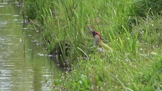 European green woodpecker [upl. by Jollenta532]