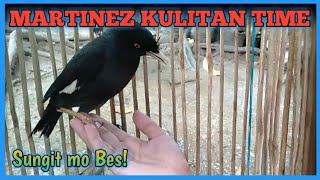 MARTINEZ PLAY AND FUN TIME talking and whistling KULITAN with MARTINEZ BIRD TALKING Gigil sila [upl. by Vokaay]