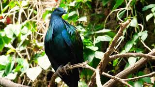 Nicobar pigeon Caloenas nicobarica a species of many beautiful pigeon [upl. by Lenard56]