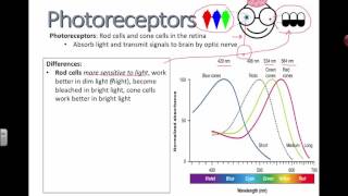 Photoreceptors IB Biology [upl. by Gredel]