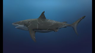 Cretoxyrhina mantelli a Late Cretaceous Kansas shark larger than Great White Sharks of today [upl. by Anelav93]