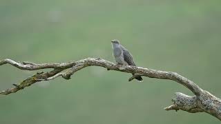 Cuckoo Weardale [upl. by Nnylyram]