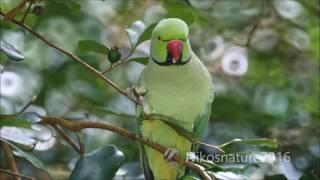 Wild Roseringed parakeets  weed seed killing machines [upl. by Wershba]