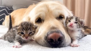 How the Golden Retriever and New Tiny Kittens Became Best Friends Cutest Compilation [upl. by Chip10]