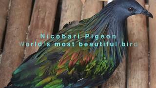 Birds of Andamans  Nicobari Pigeon I Andaman amp Nicobar Islands I Nature at the Best [upl. by Namrac]