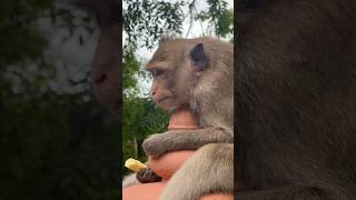 Funny Monkey 🐒 monkey monkeylove naturemonkey naturalwildlife shortvideo [upl. by Attezi]