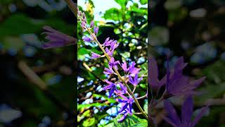 Petrea volubilis a cascade of color and grace shortvideo petreavolubilis nature flowers [upl. by Pelletier]