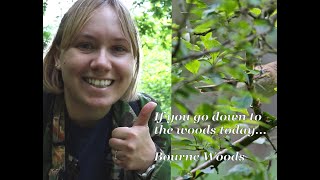 If you go down to the woods today  Bourne Woods [upl. by Halika]