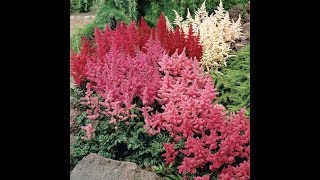 Astilbe A Shade Loving Perennial Cut Flower  How to grow a year round cut flower garden  Ep 28 [upl. by Manella]