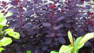 Plantsmans Corner Smoke Bush [upl. by Lucian]