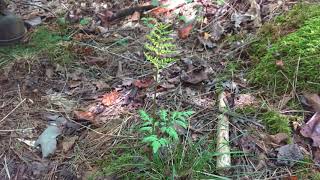 Ferns Christmas Rattlesnake and Ebony Spleenwort [upl. by Ralina]