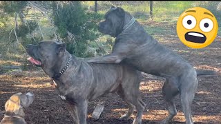 Female CANE CORSO tries to DOMINATE Alpha MALE [upl. by Lisabeth]