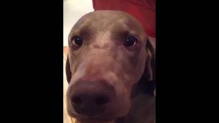 Crazy weimaraner [upl. by Oidale]