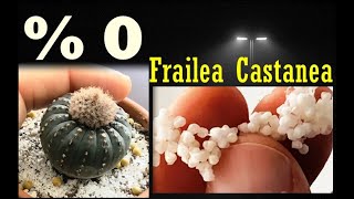 Cactus seeds germination Frailea Castanea  Frailea Asteroides   Astrophytum Castaneum [upl. by Luciano]