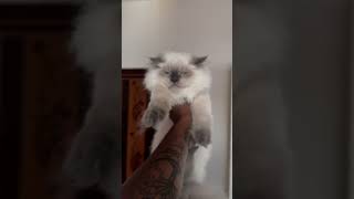 Harry ko lgega pitai 🤯🤯 golubillavlogs cat catvlogger catlover [upl. by Ainala]