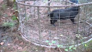 Hog trapping in Arkansas with the HawgStopper round trap part 1 [upl. by Strenta]