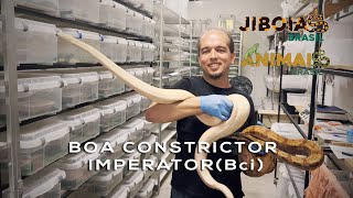 Boa constrictor imperator Bci [upl. by Hniht]