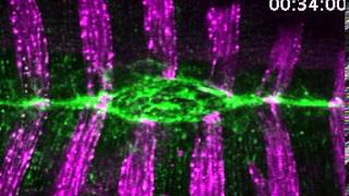 Zippering during dorsal closure occurs at a consistent rate in a control embryo [upl. by Knudson]