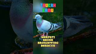 Fakta Unik Dunia  Merpati Brush Bronzewing faktaunik faktaunikdanmenarik shorts [upl. by Marquet]