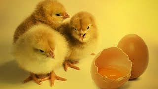 How To Candle An Egg To See If It Is Fertilized [upl. by Rothberg392]